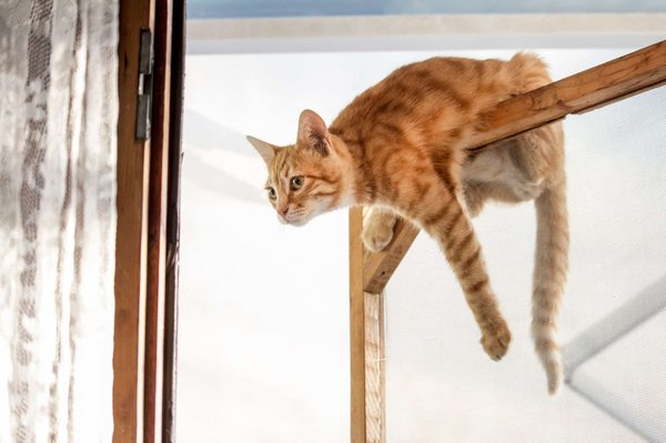 How to teach your cat to use a cat door