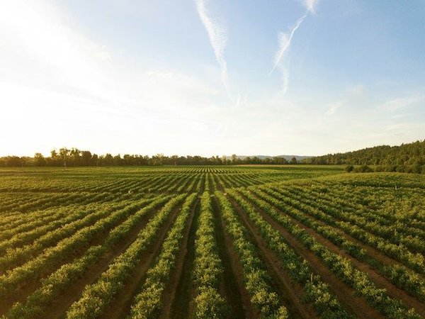 How can ai optimize water management in agricultural businesses?